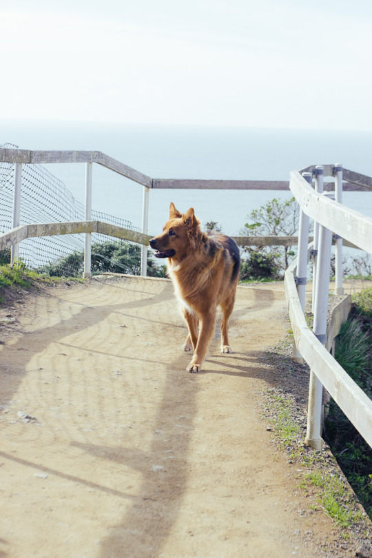 hiking with dogs in Muir beach overlook