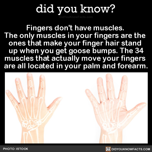 fingers-dont-have-muscles-the-only-muscles-in