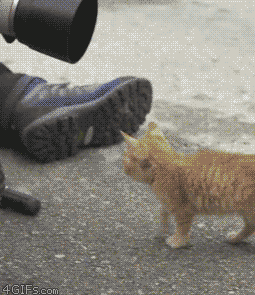 Ginger Kitten Climbs into Videographer's Head Cute Funny