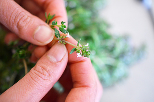 Someone picking off the leaves on a thyme sprig.