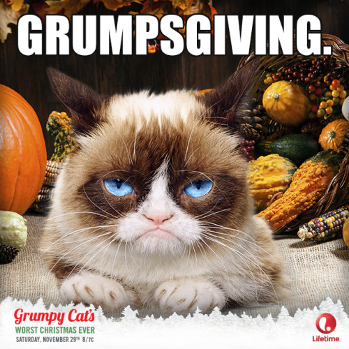 grumpy cat meme | Tumblr