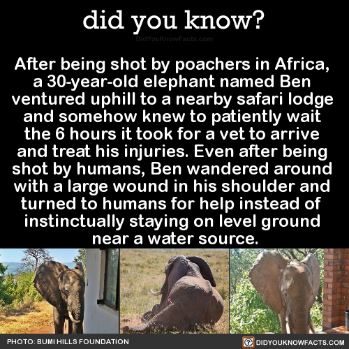 did-you-kno-after-being-shot-by-poachers-in
