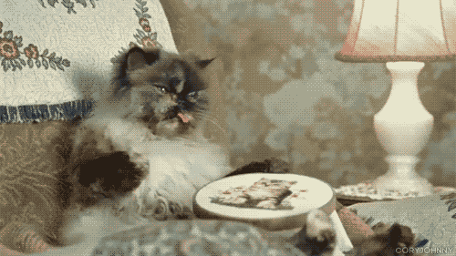 seeyouloveyoubeyou:
“ this cat has it all figured out.
”
WHAT IS HAPPENING RIGHT NOW.