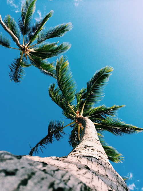 palm trees on Tumblr