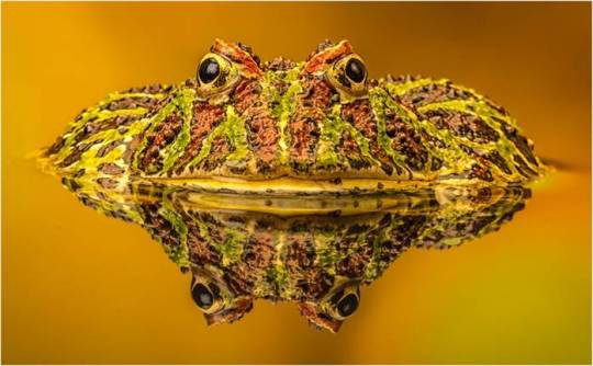 Creatures Great and Small photography competition: the winners