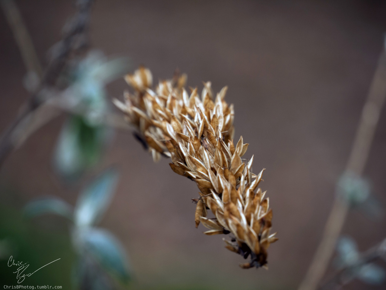 Anyway, while everyone&rsquo;s watching Sherlock, I have a few pictures from today. 
First, butterfly bush seeds