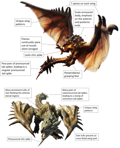 Monster Morphology: Rathalos/Rathian