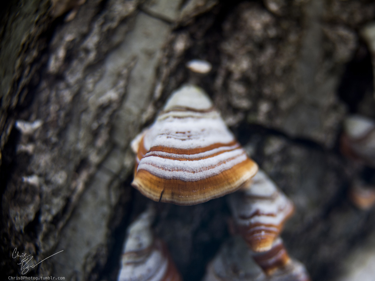 Fungus pictures