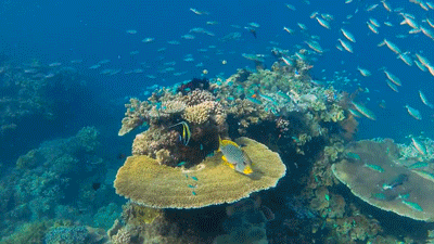 Képtalálat a következőre: „tumblr gif great barrier reef”