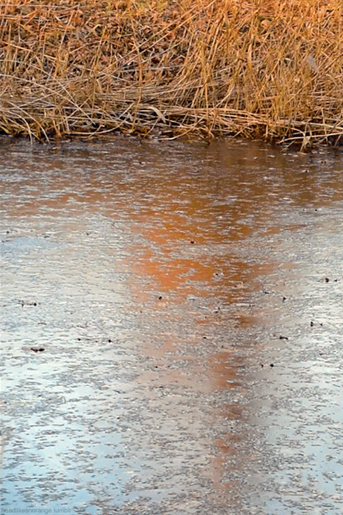A Eurasian coot, the first ice skater of the season.