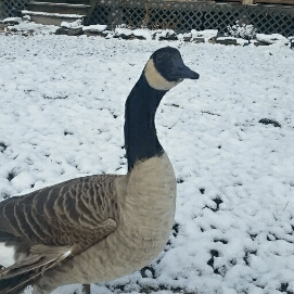 Image result for goose gif in snow