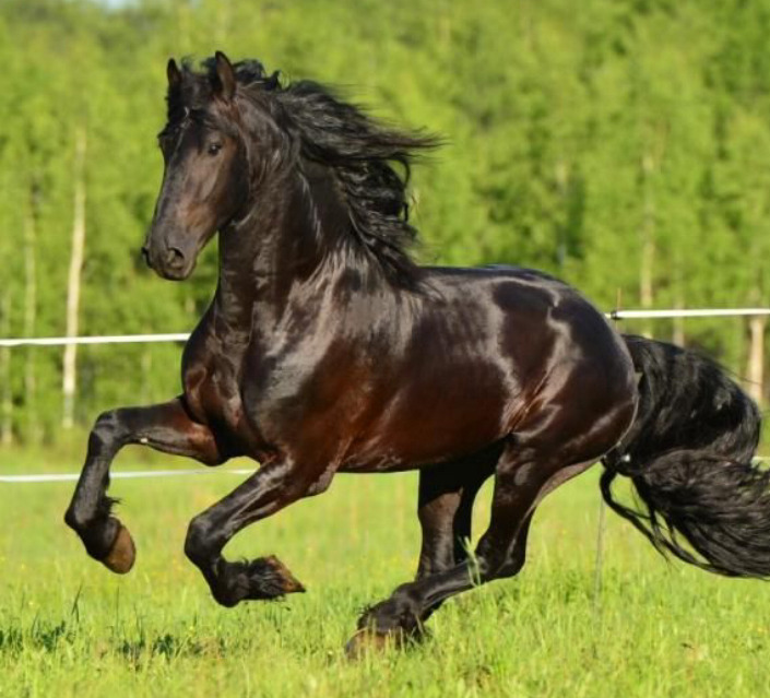 scarlettjane22:
“ Horseandponyforsale.com - Horse Classifieds
”