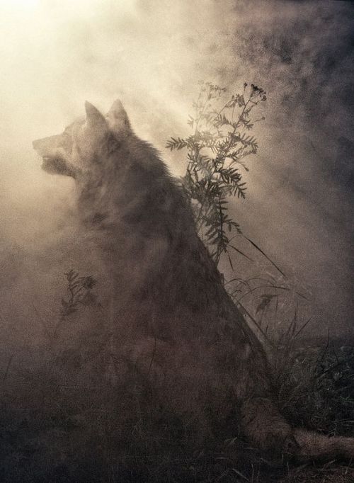 wolf art | Tumblr