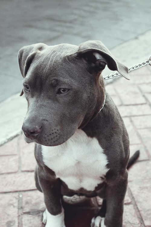 pitbull puppy on Tumblr