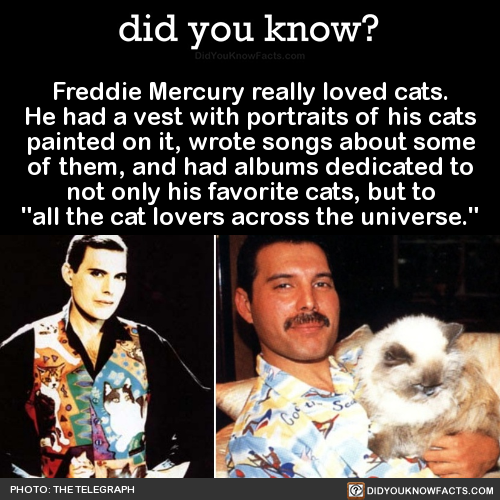 freddie-mercury-really-loved-cats-he-had-a-vest