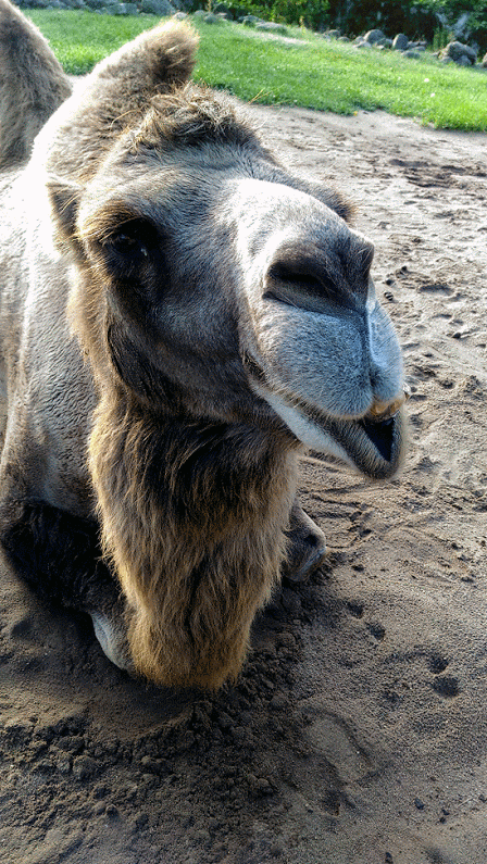 camel gifs | WiffleGif