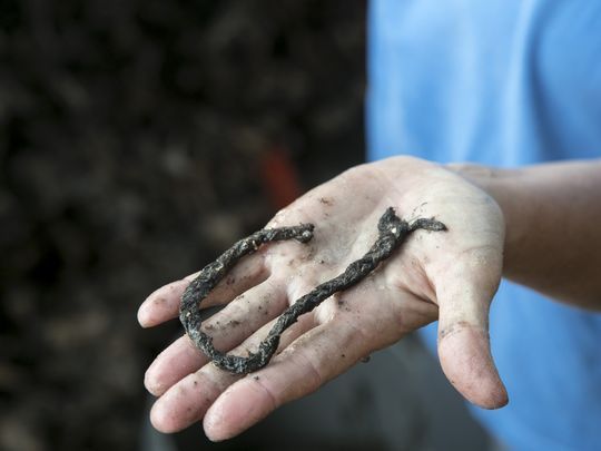 Pineland dig yields rare Calusa artifacts