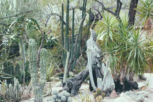 Moorten Botanical Garden, Palm Springs