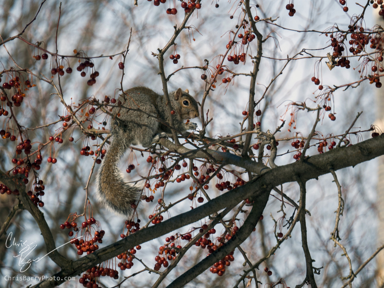 And probably my favorite, one of our (many) squirrels