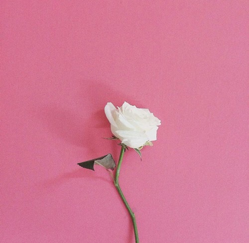  pink  and white aesthetic  Tumblr 
