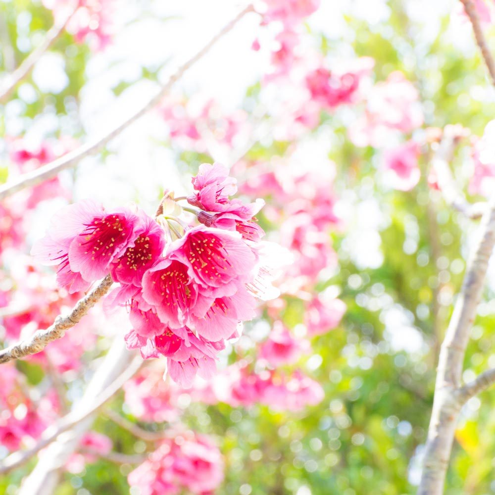 屋久島の桜　見上げる