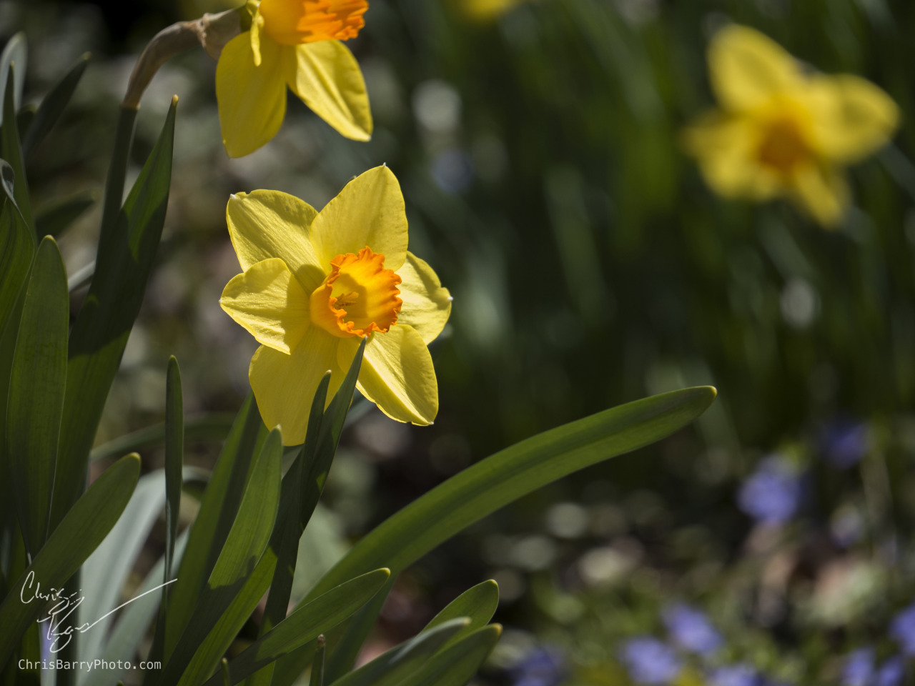 Daffodils again