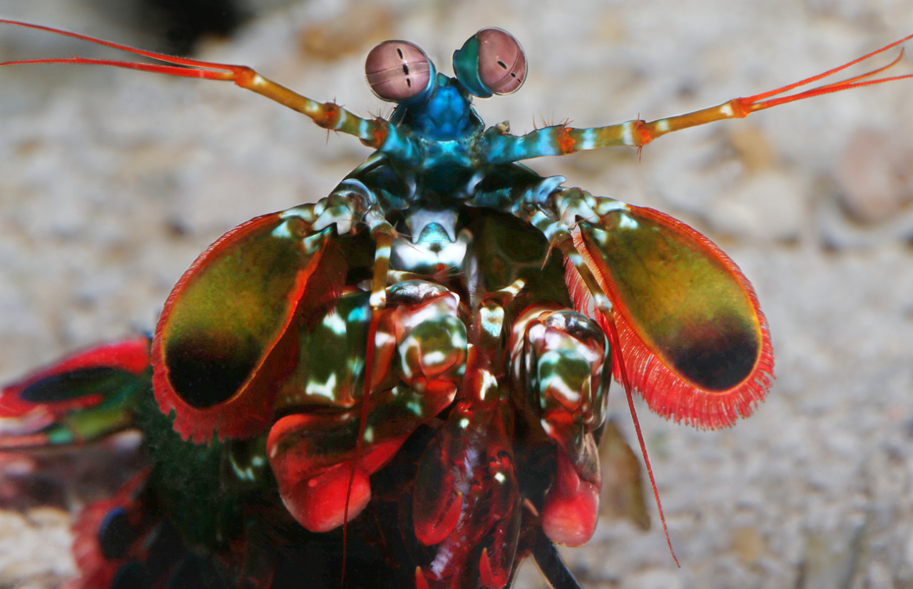 Download Monterey Bay Aquarium — Peacock Mantis Shrimp - He's ...