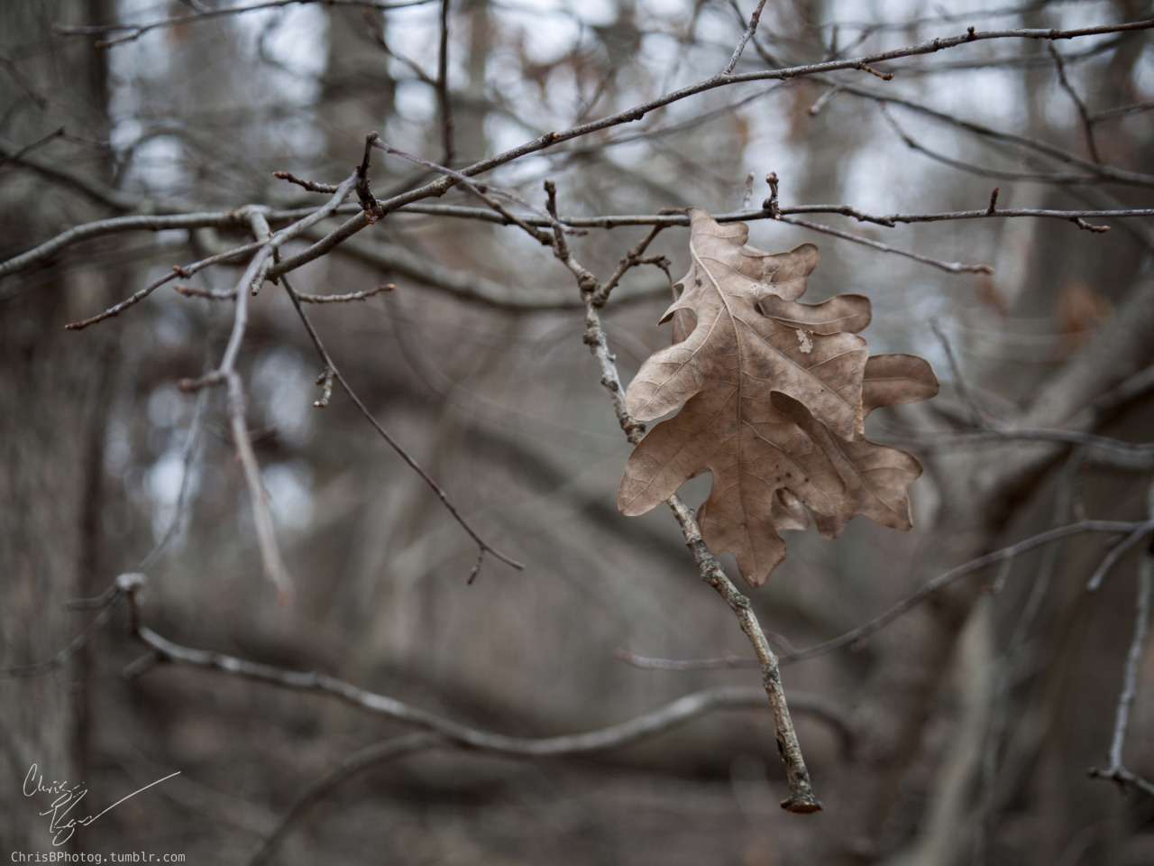 A few oak leaves