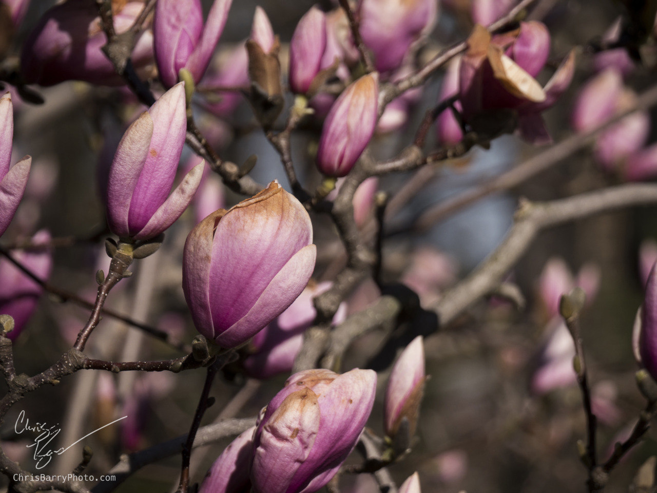 Magnolias are nice (though I don&rsquo;t think the snow was very kind to them)