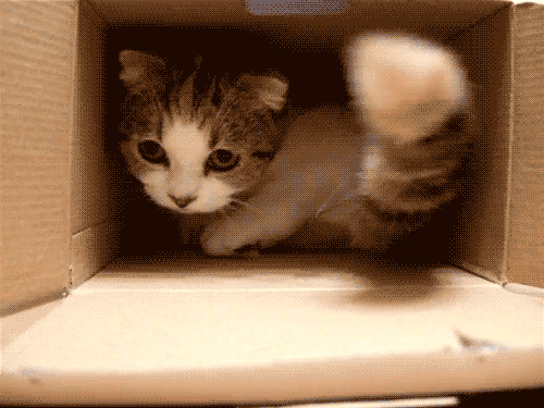 Image result for kitten gifs