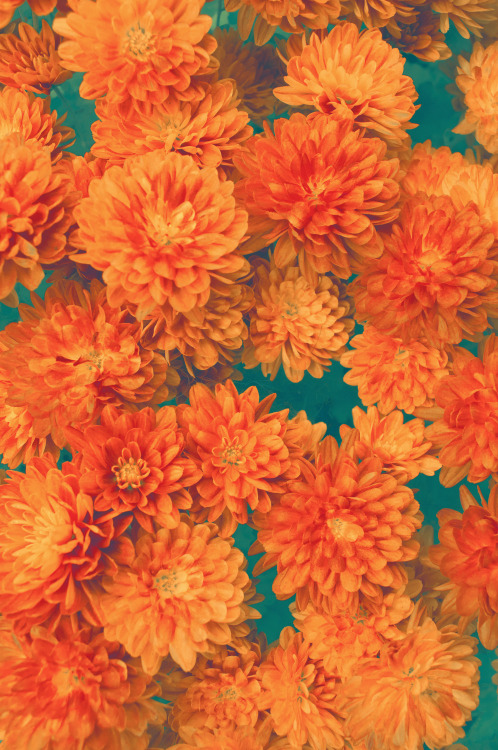 Vintage Flower Wallpapers Tumblr Group (36+)