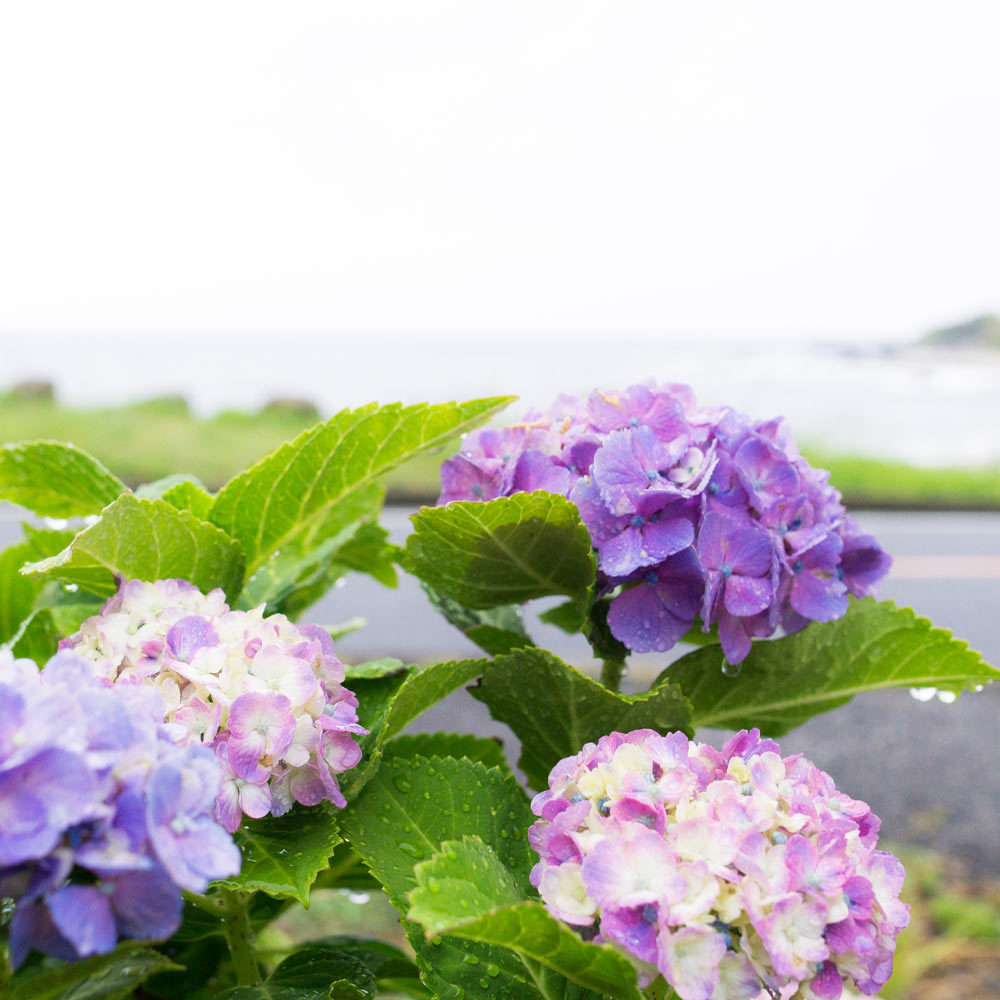屋久島の紫陽花と海