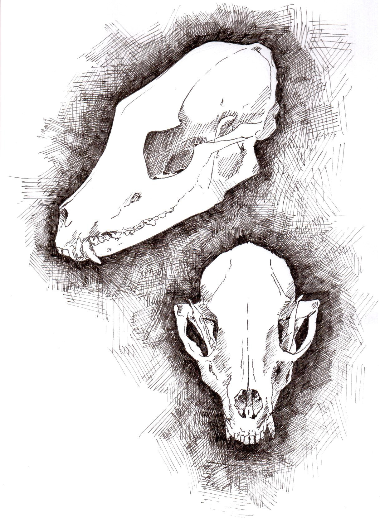 fox skull study. for more, go here!