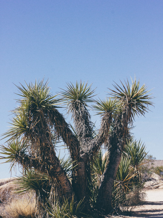 How to spend one day in Joshua Tree