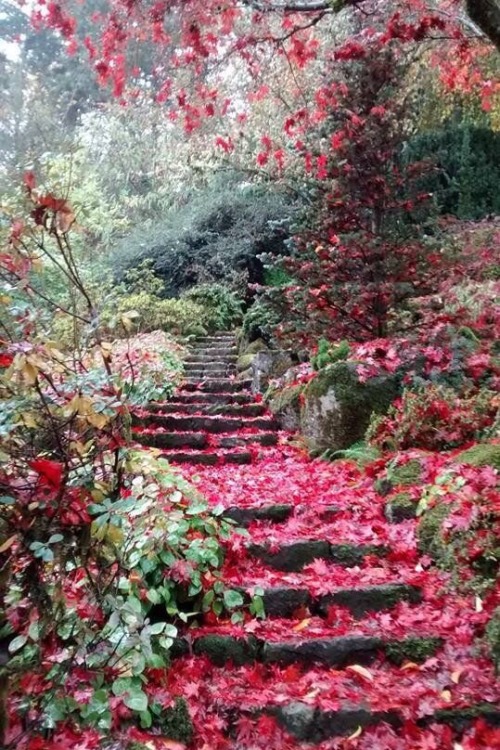 beautiful pathway | Tumblr