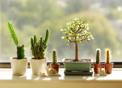 8 Indoor Plants To Liven Up Your Office Desk 8list Ph