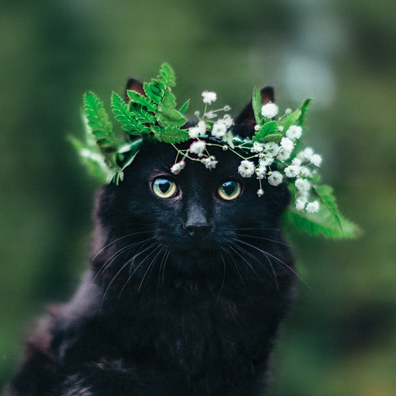 Don't Get Bit — Cats With Flower Crowns