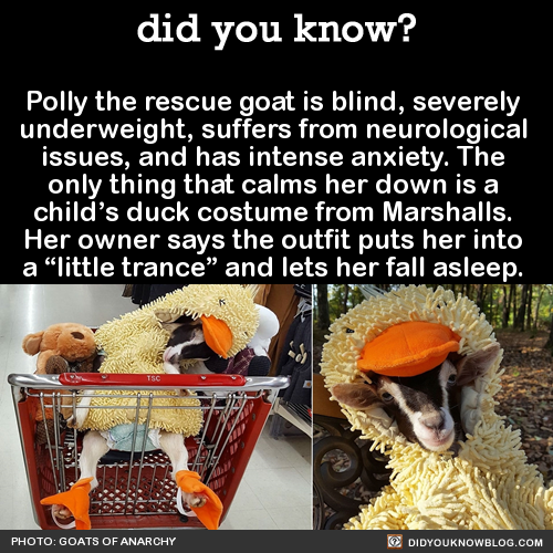 polly-the-rescue-goat-is-blind-severely