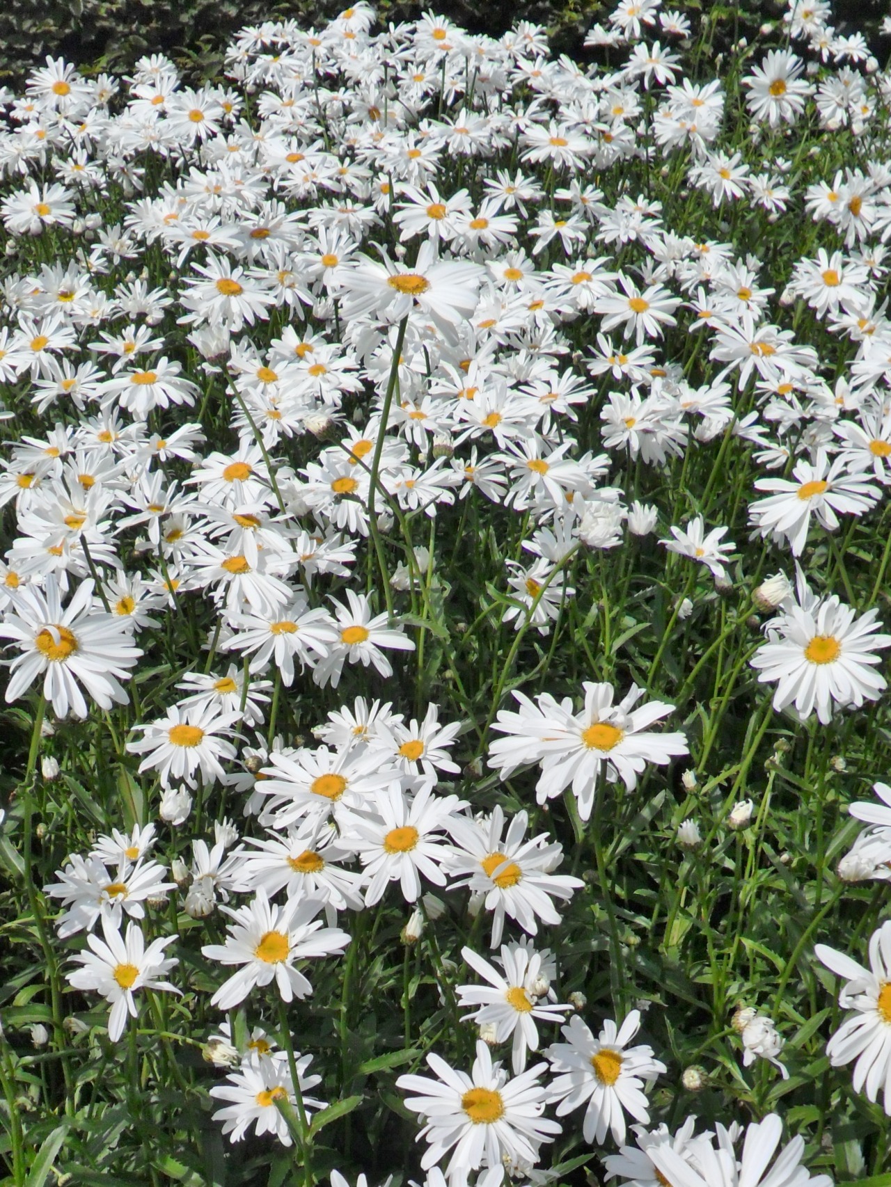 Lost in a field of daisies.
Falling between the stalks.
Covered by their leaves.
Pulled down by their roots.
Darkness buries me.
Dirt envelopes me.
Illusion becomes reality.
A nightmare becomes hell.
No way out for me.
Only the faces of daisies.
THE...