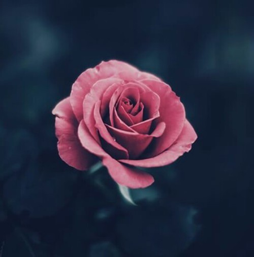 climbing red rose | Tumblr