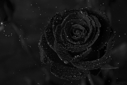 THE DEAD AND GONE
A town where the snow is black,
bringing coldness and fear.
Old remnants of tears held back,
and times too hard to bear.
Woven from black sheets of rain,
fear covers in disarray.
Anguished and frozen with pain,
dark petals fall in...