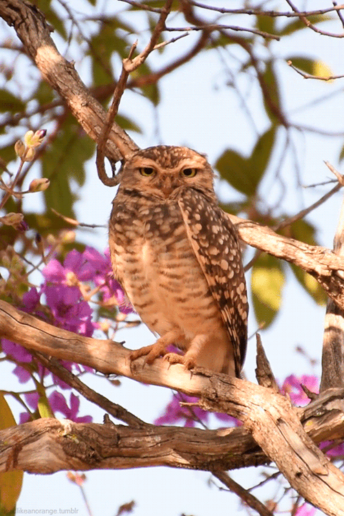 Burrowing owl in Parque da Cidade, Brasília, Brazil