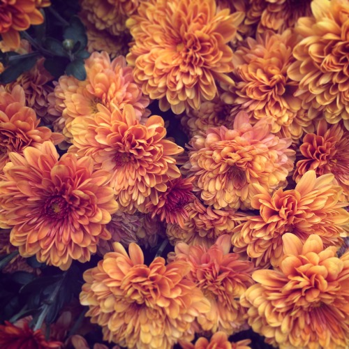 vintage flowers on Tumblr