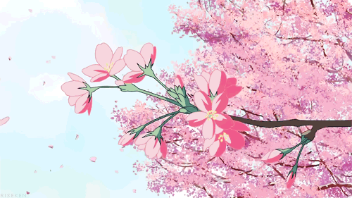 Afbeeldingsresultaat voor cherry blossoms gif