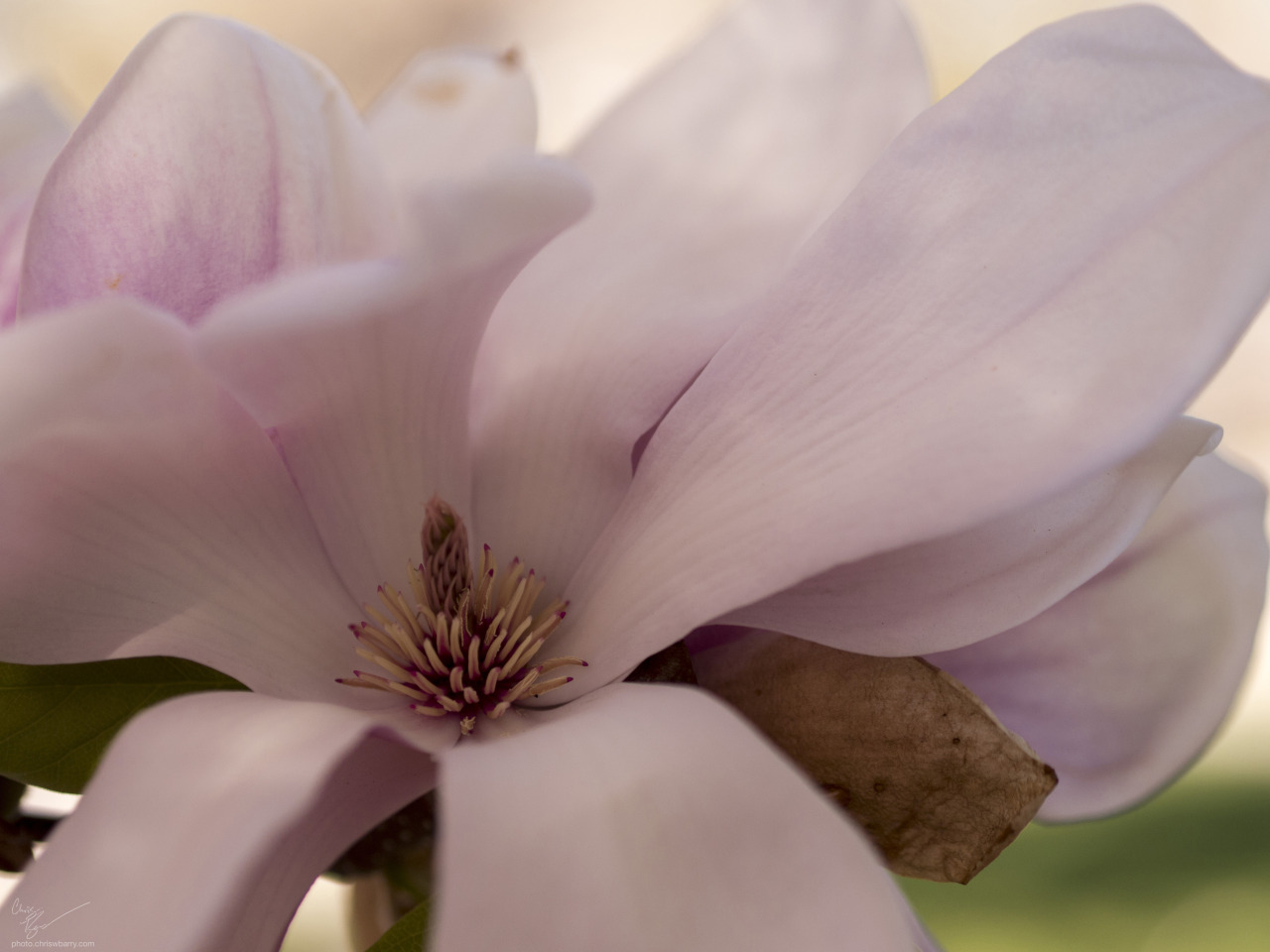 And a magnolia flower, I think