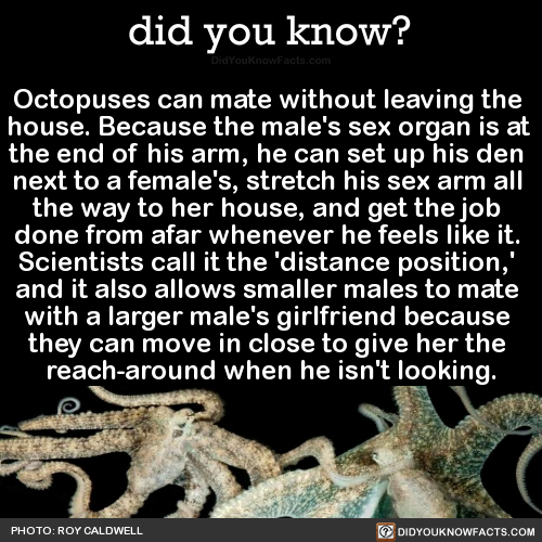 octopuses-can-mate-without-leaving-the-house