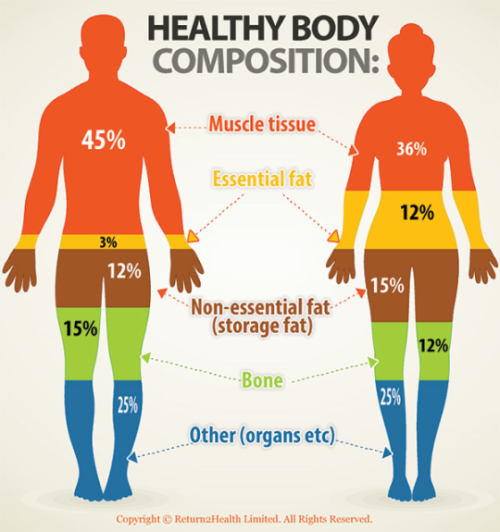 Ideal Body Fat Composition 38