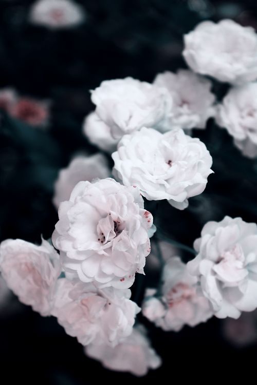 vintage roses on Tumblr