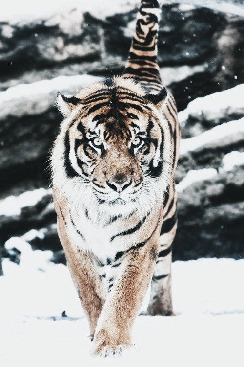 tiger hd | Tumblr