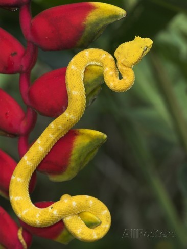 Flower and snake  Tumblr